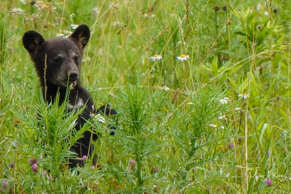 A bear cub sitting in a grassy field with wildflowers.