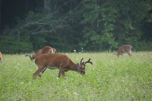Deer grazing in a grassy field with trees in the background.